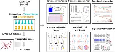 Ubiquitination-related biomarkers in metastatic melanoma patients and their roles in tumor microenvironment